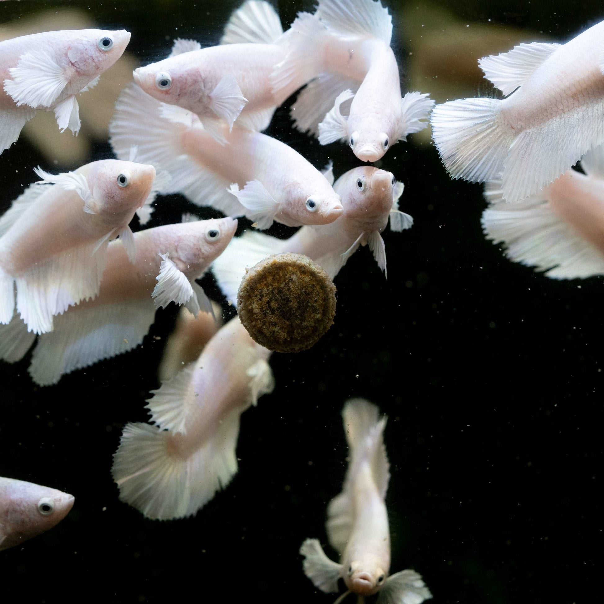 Female Betta Fish Dumbo White Sorority