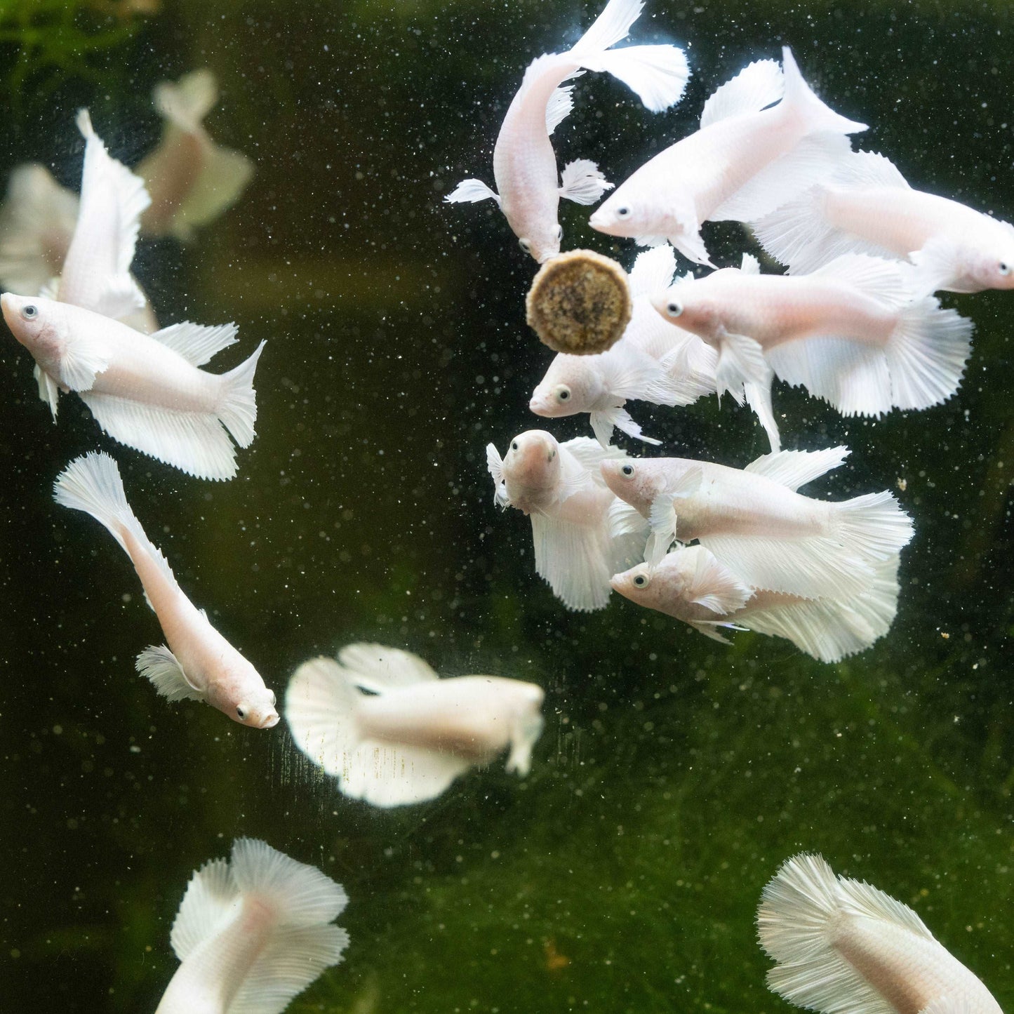 Female Betta Fish Dumbo White Sorority