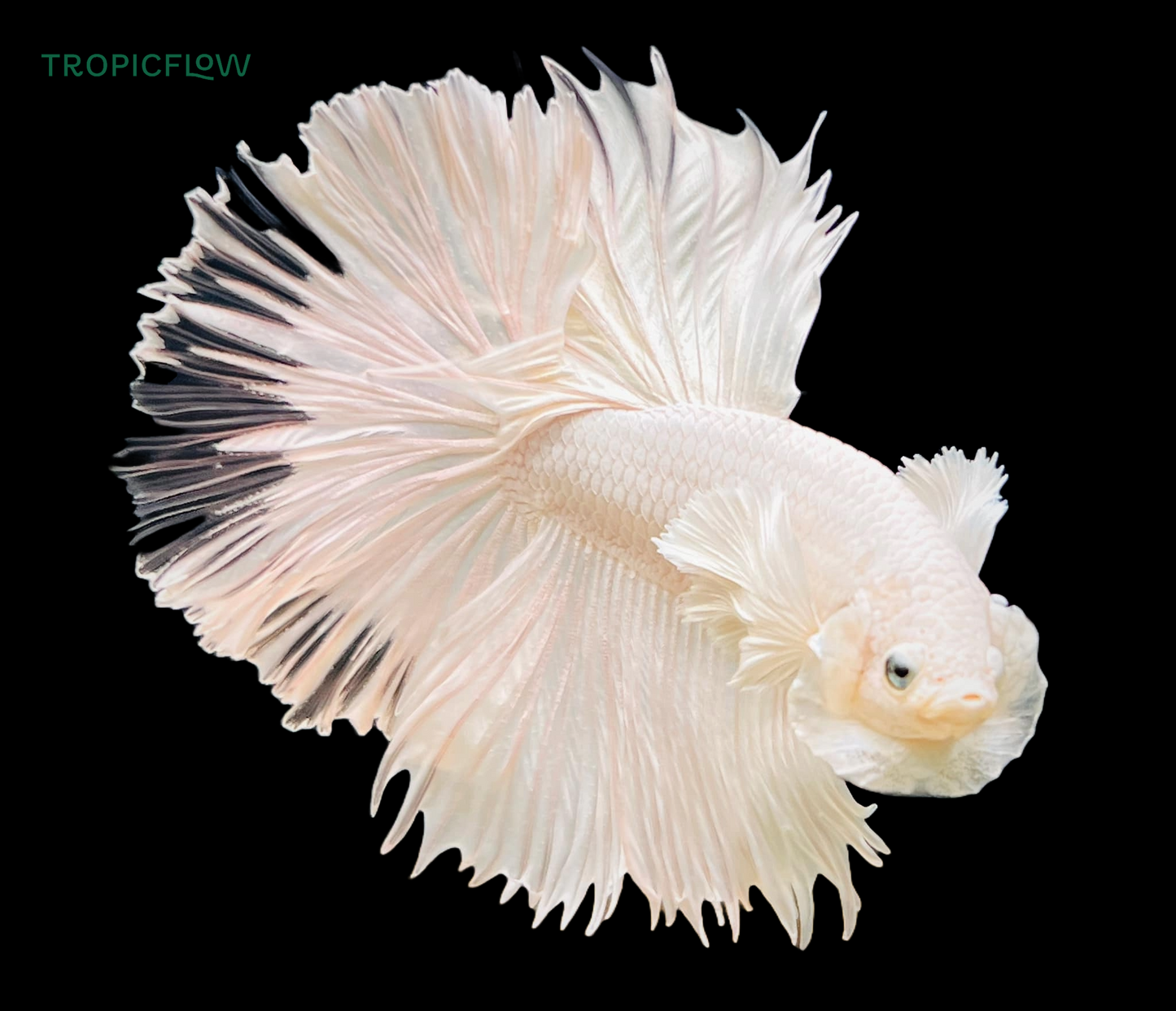 Dumbo White Halfmoon Betta Fish