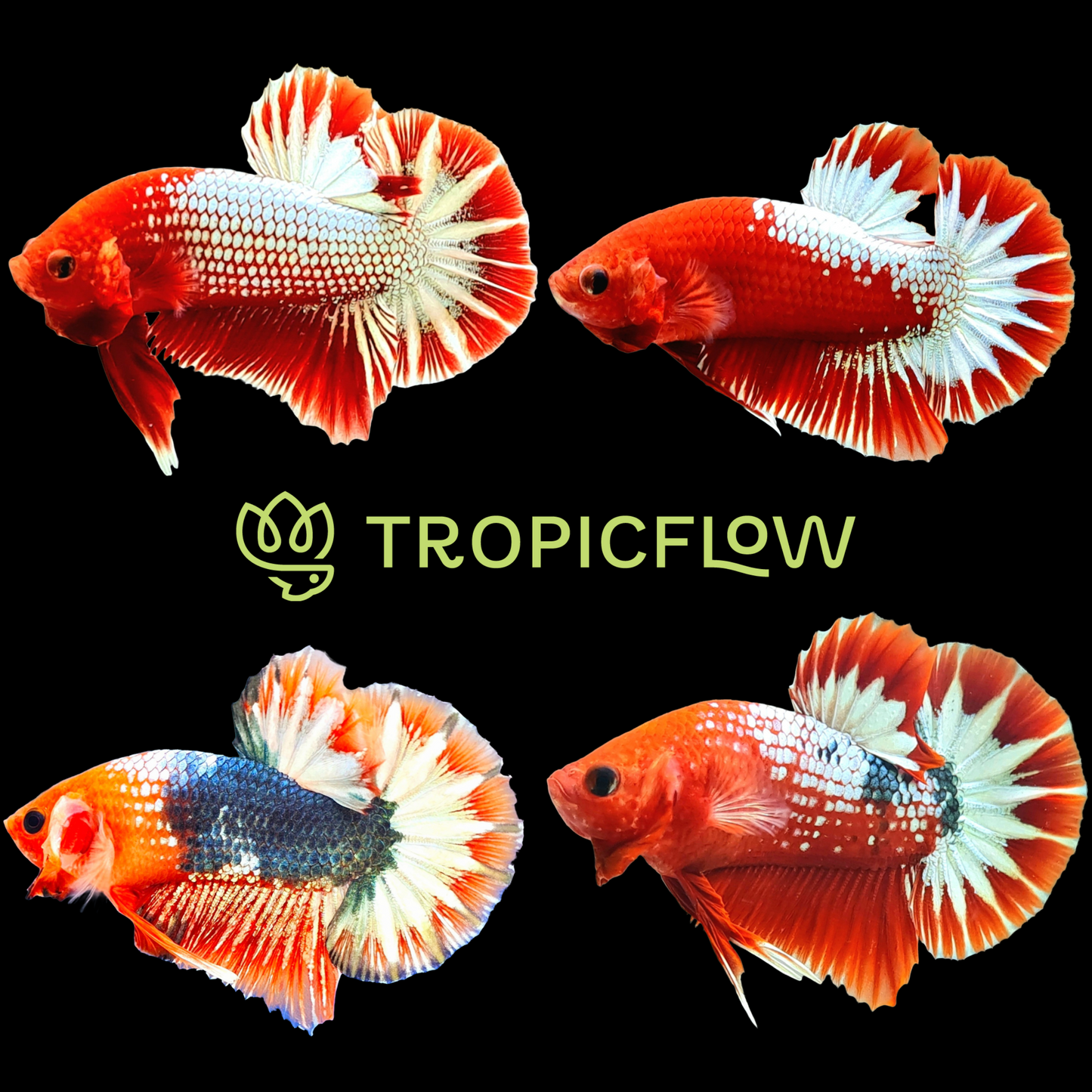 Fancy Copper Red Hellboy Plakat Male Betta Fish | Mystery Betta