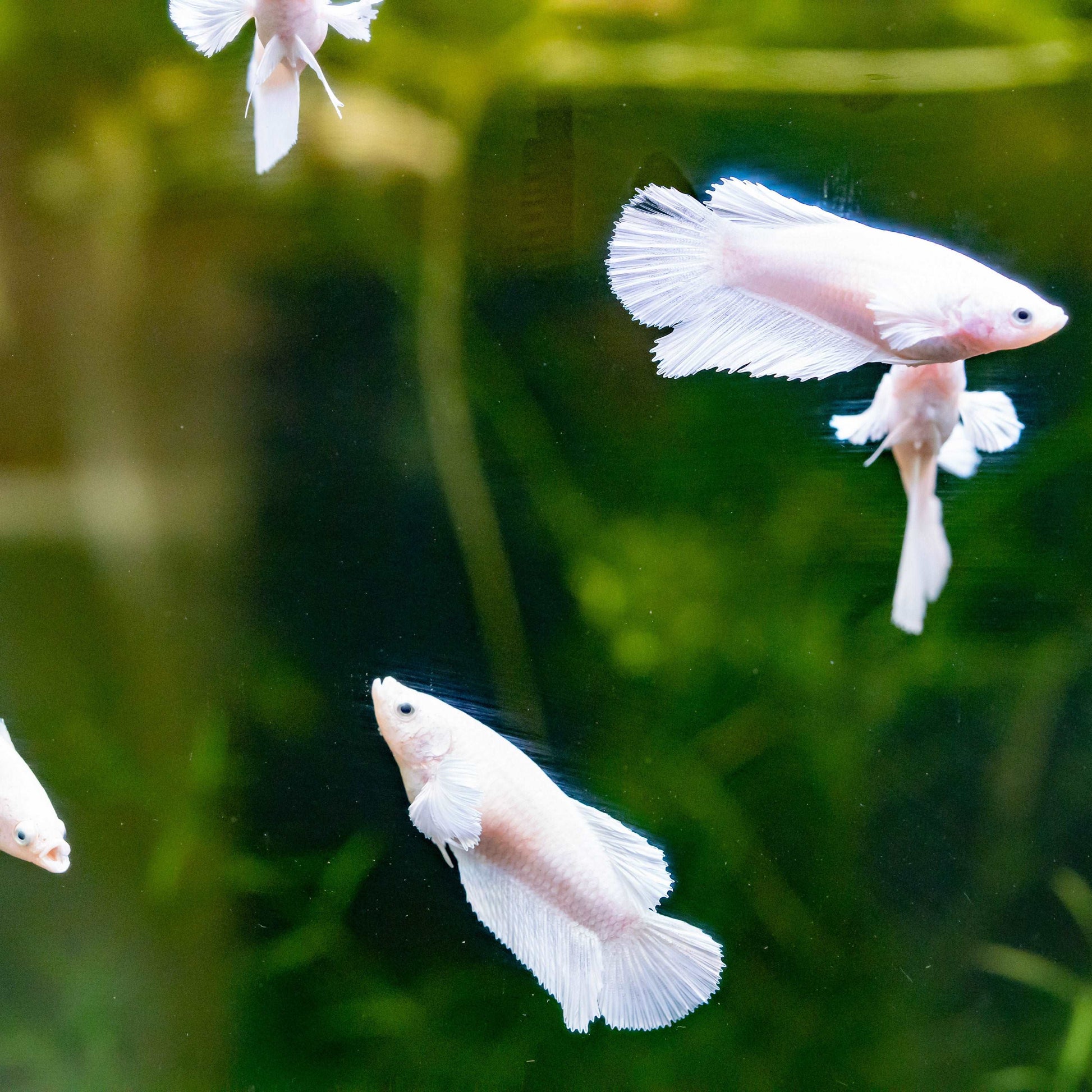 Female Betta Fish Dumbo White Sorority