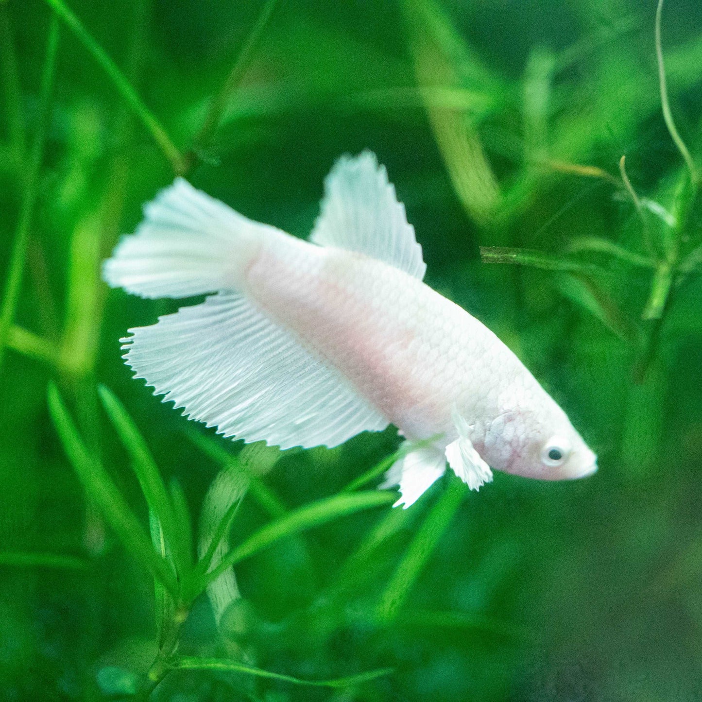 Female Betta Fish Dumbo White Sorority