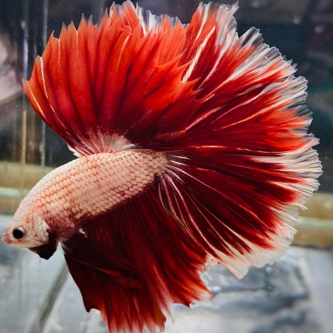 Red Dragon Halfmoon Male Betta Fish