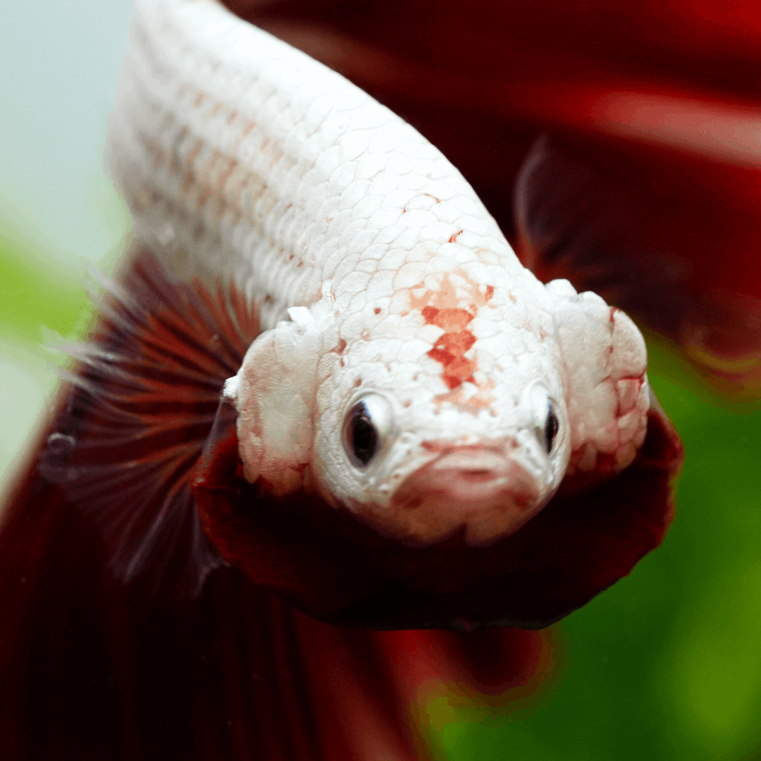 Red Dragon Halfmoon Male Betta Fish