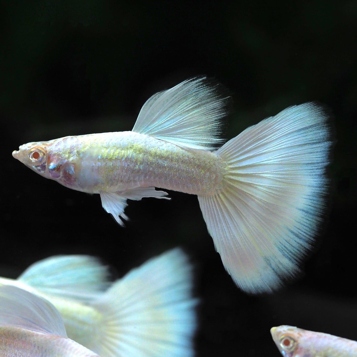 German White Guppy Fish