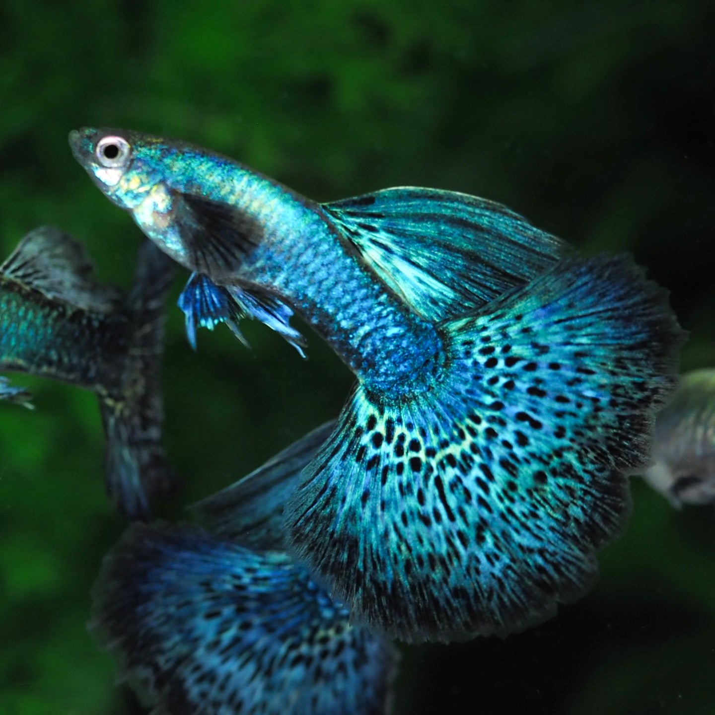 Green Dragon Guppy Fish