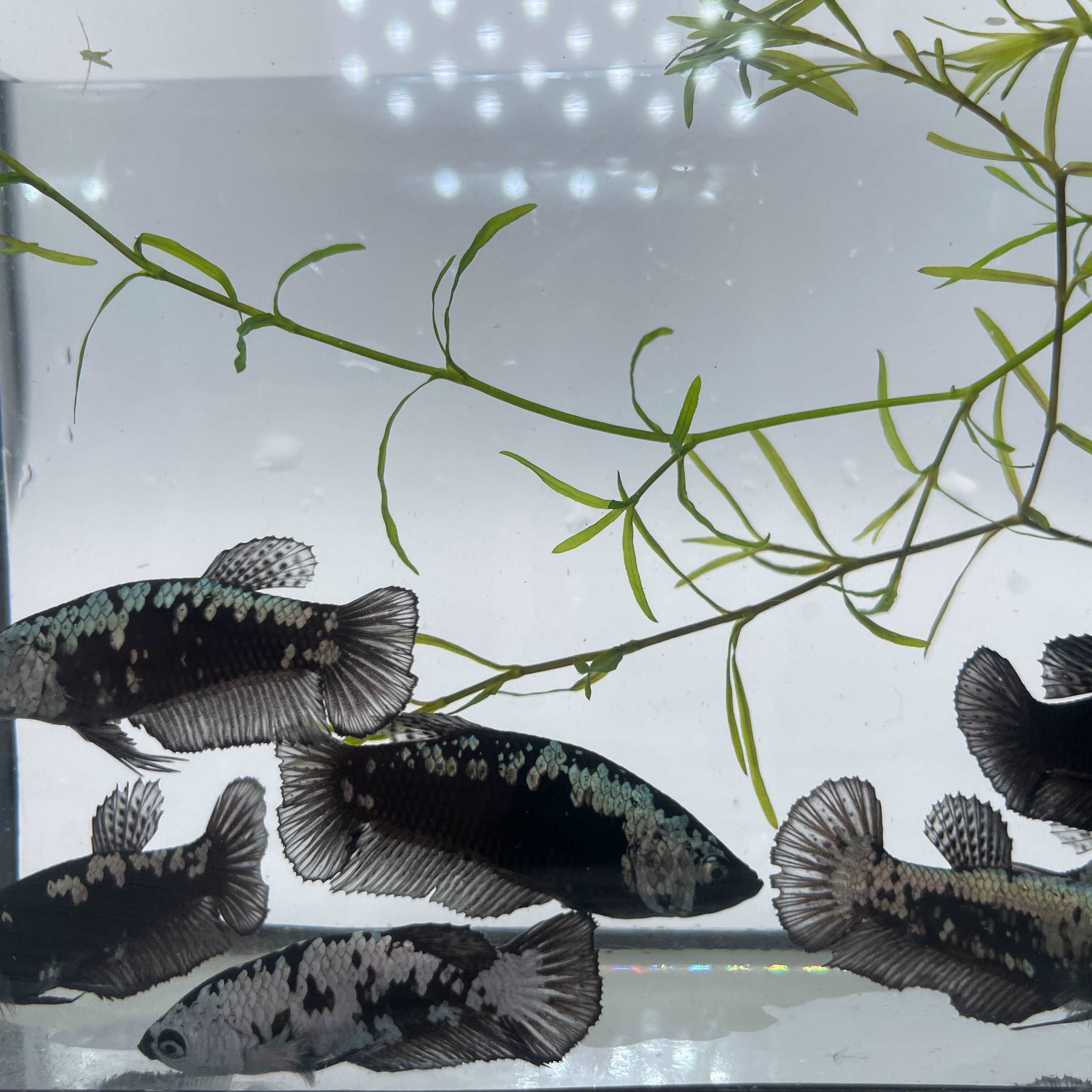 Black Samurai Female Betta Sorority Tropicflow