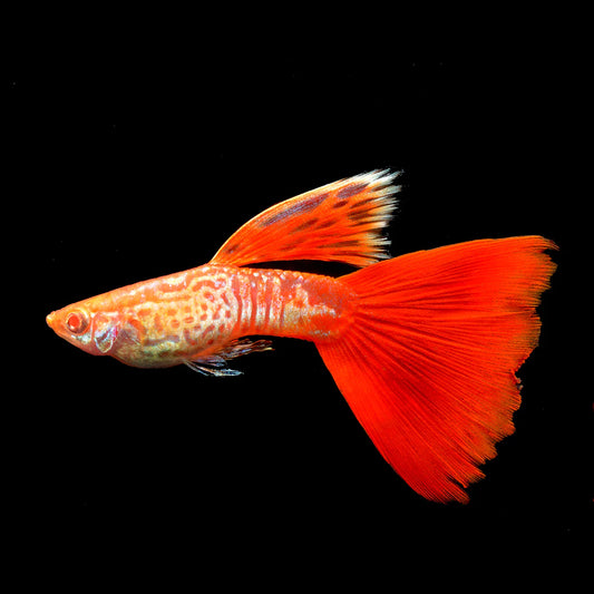 Albino Metal Red Lace Guppy Fish