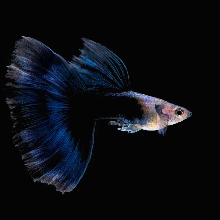 Tropicflow | Half Black Blue Guppy for Sale