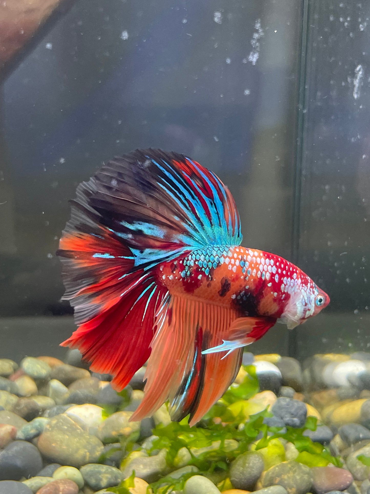 Tropicflow | Koi Red Galaxy Halfmoon Male Betta For Sale