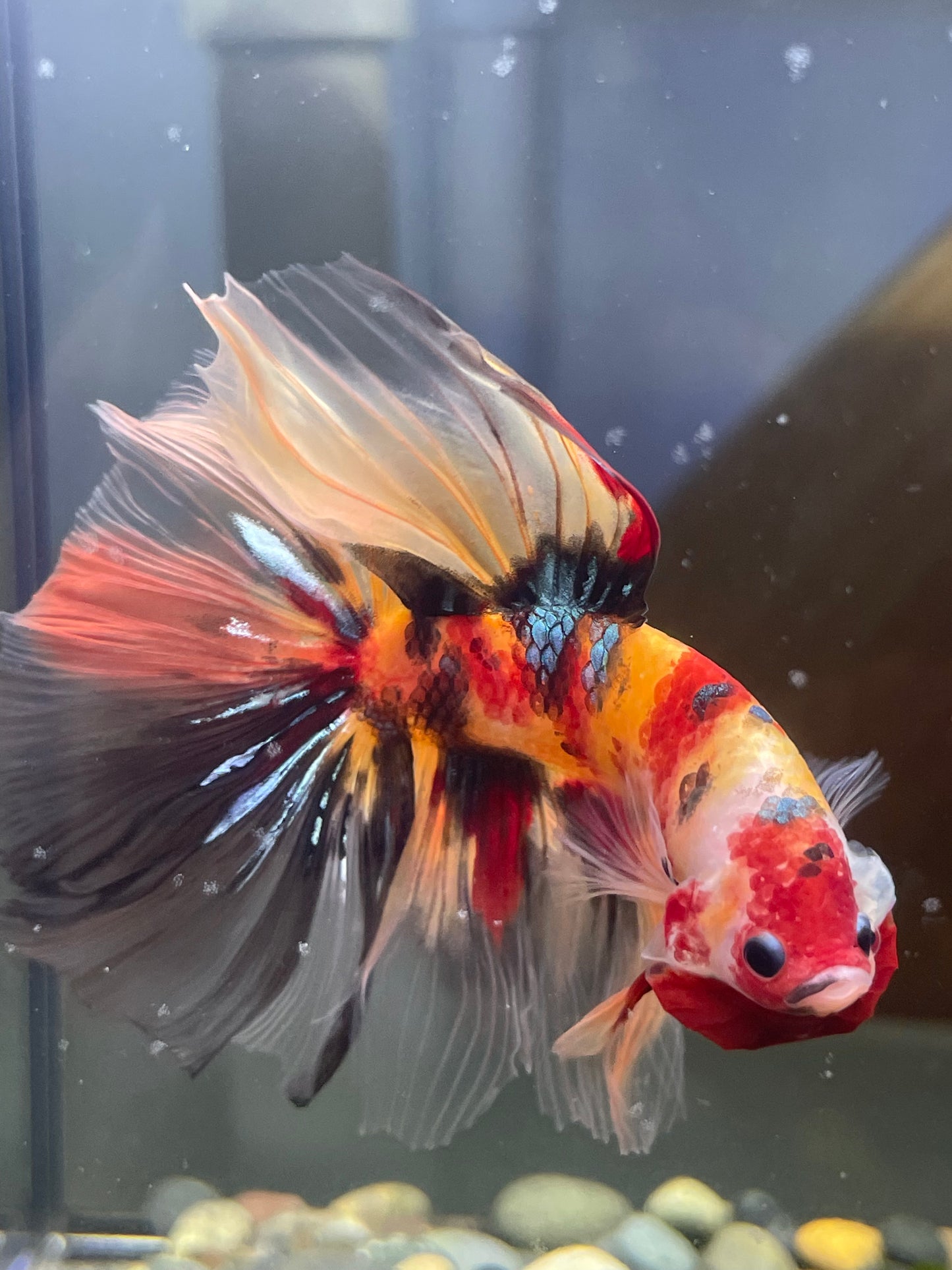 Tropicflow | Koi Red Galaxy Halfmoon Male Betta For Sale