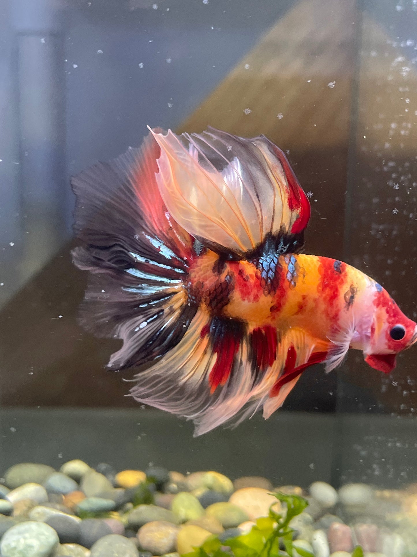 Tropicflow | Koi Red Galaxy Halfmoon Male Betta For Sale