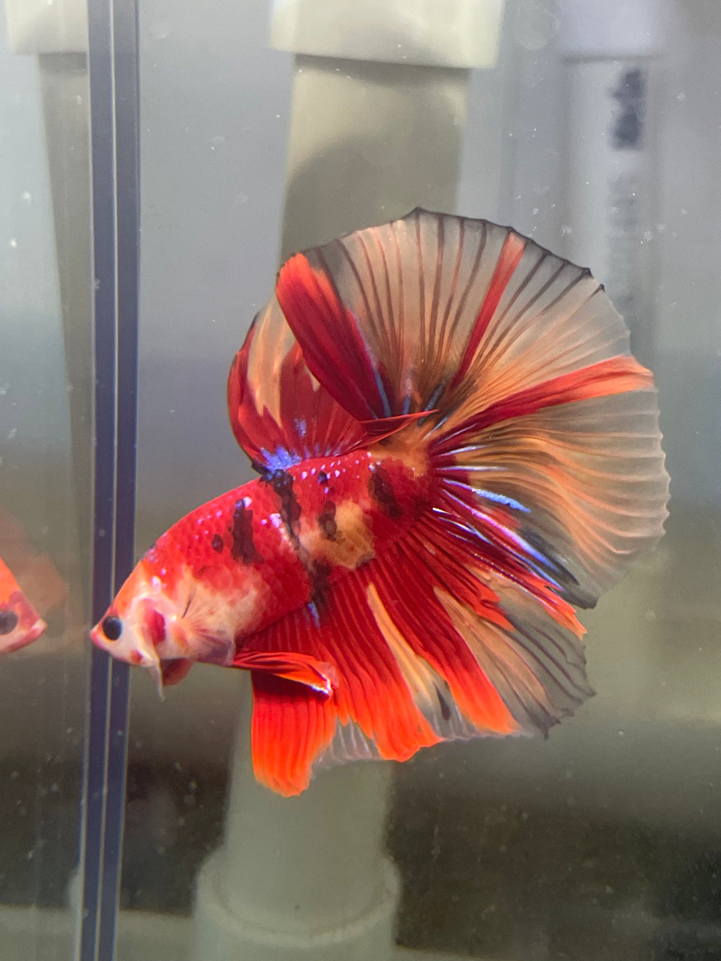 Tropicflow | Koi Red Galaxy Halfmoon Male Betta For Sale
