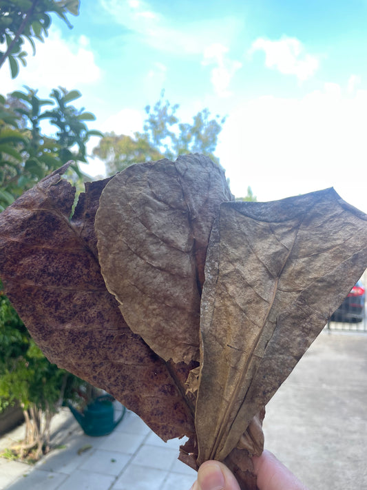  Dried Indian Almond Leaves