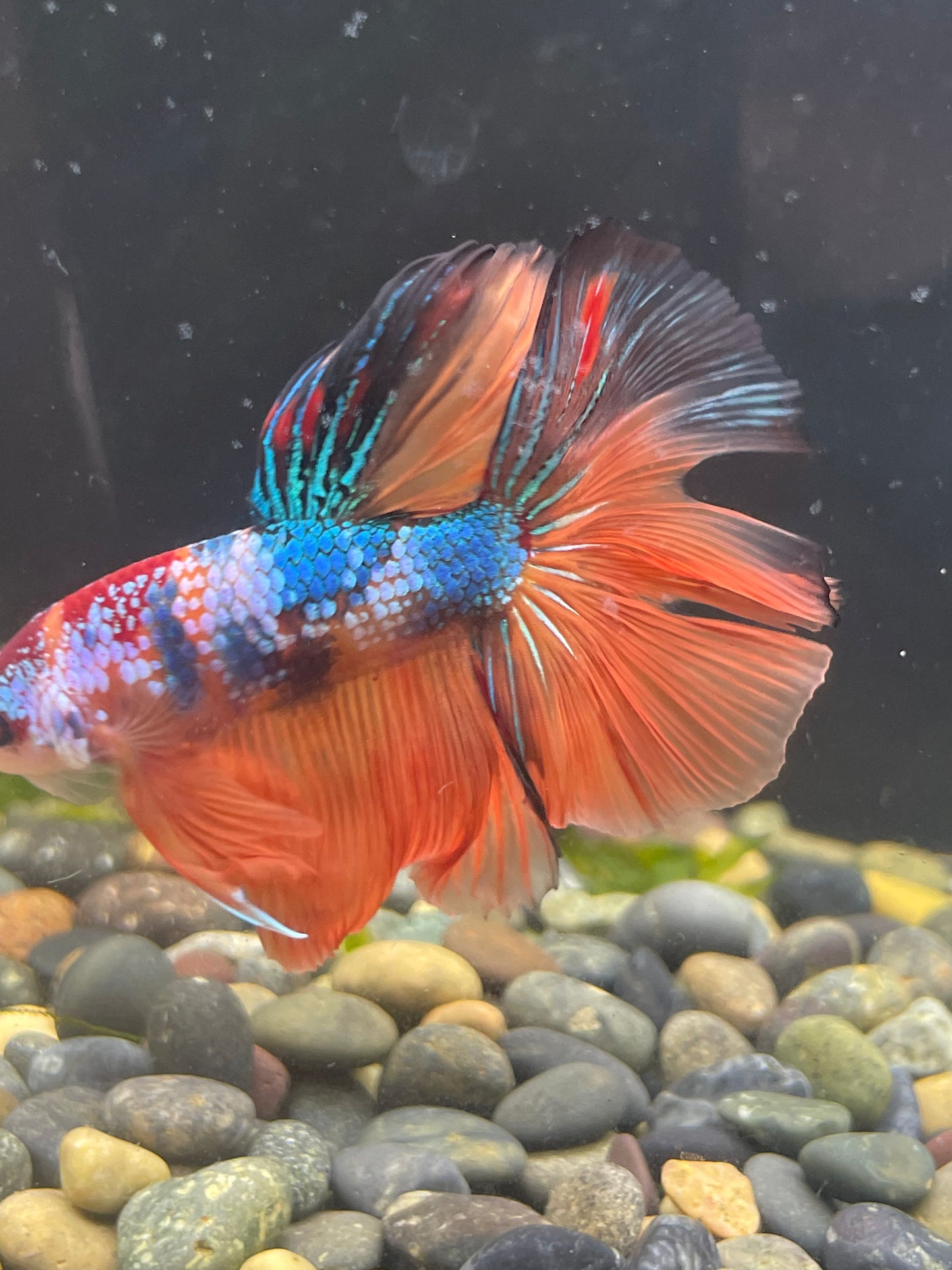 Tropicflow | Koi Red Galaxy Halfmoon Male Betta For Sale
