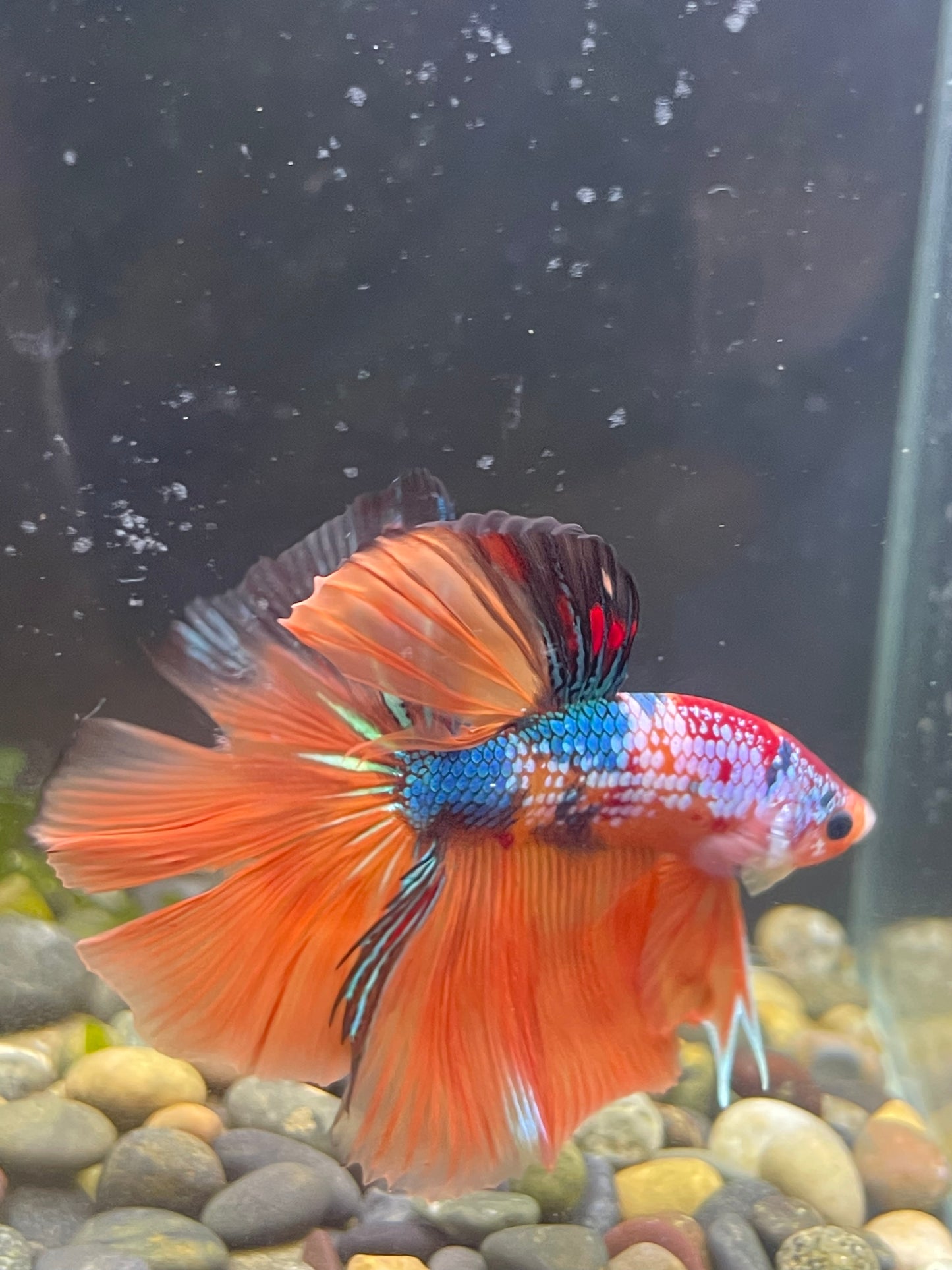 Tropicflow | Koi Red Galaxy Halfmoon Male Betta For Sale
