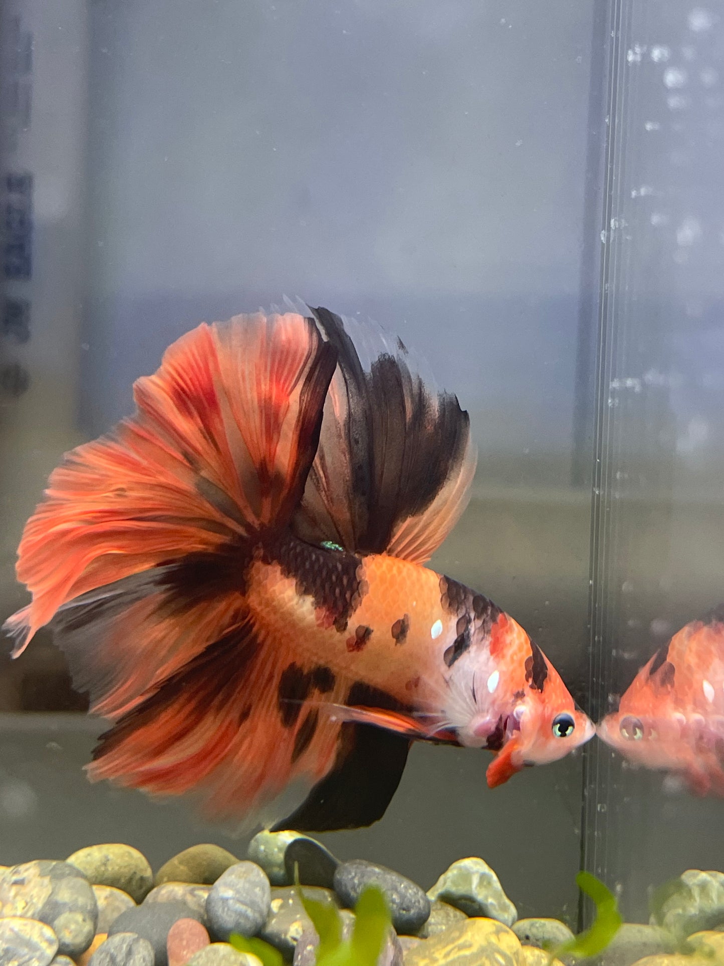 Tropicflow | Koi Red Galaxy Halfmoon Male Betta For Sale