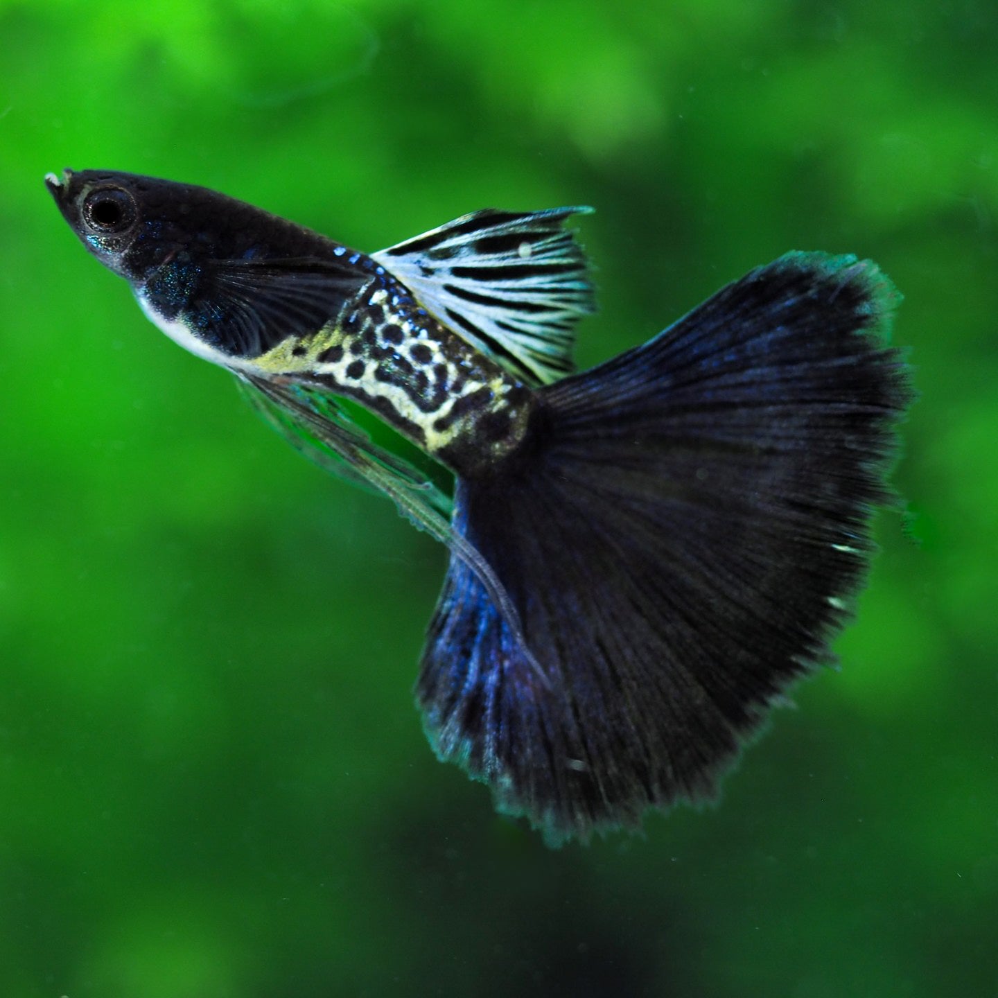 Metal Black Tail Guppy Fish