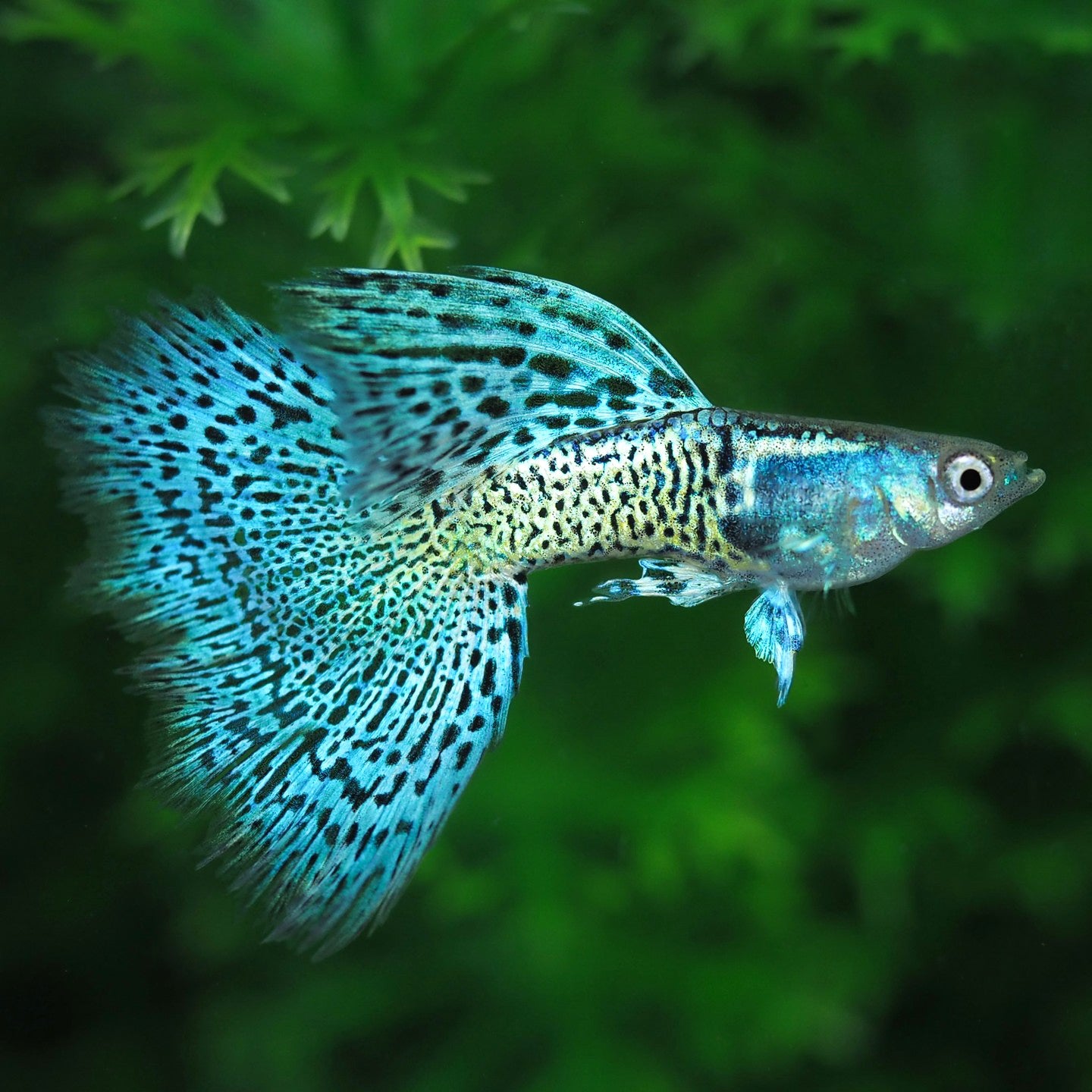 Metal Blue Grass Guppy Fish