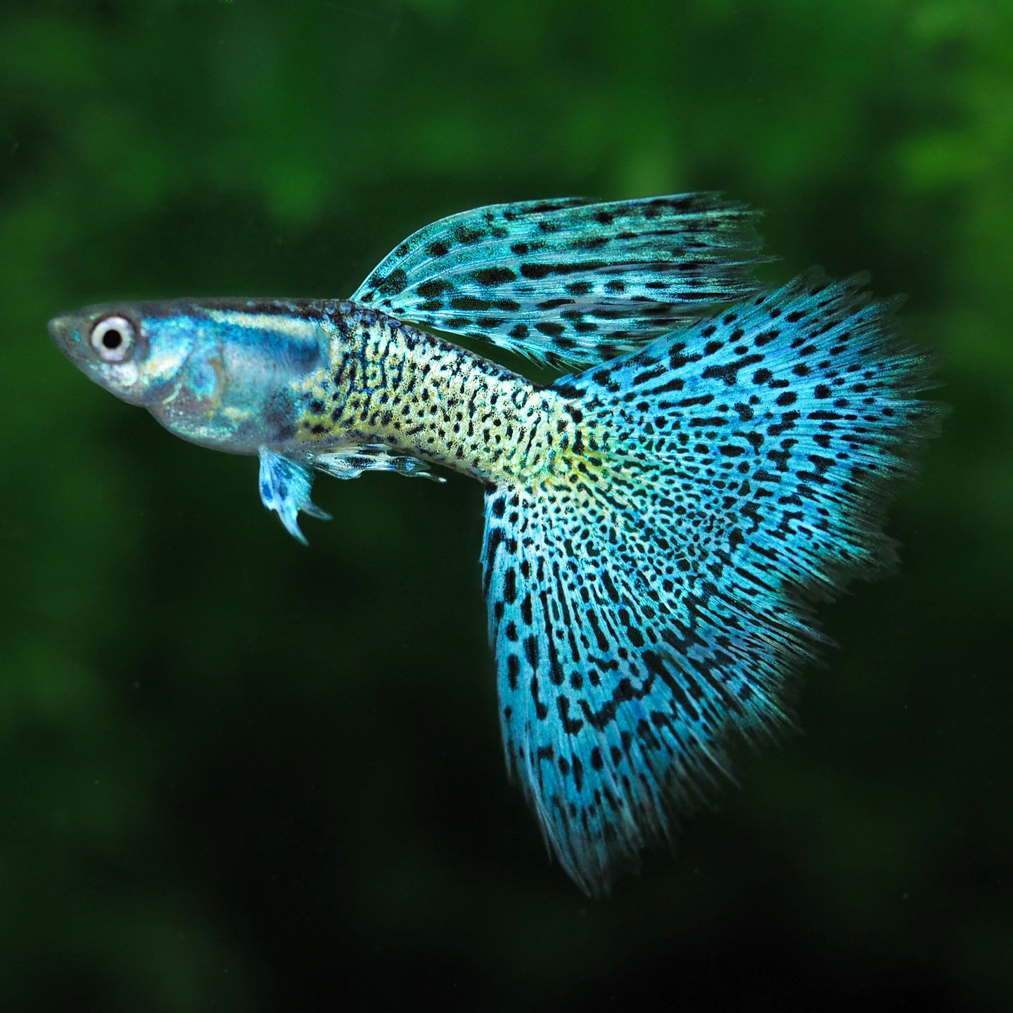 Metal Blue Grass Guppy Fish
