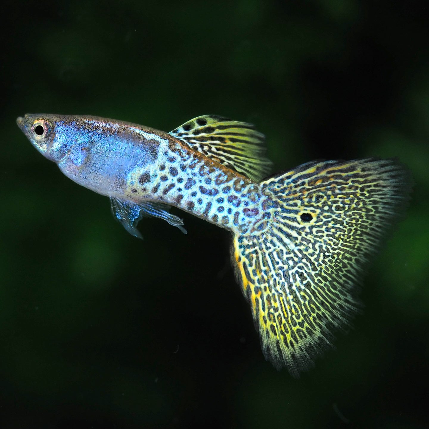 Metal Yellow Lace Guppy Fish