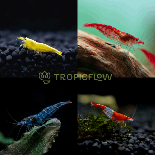 Mixed High Grade Neocaridina Shrimp