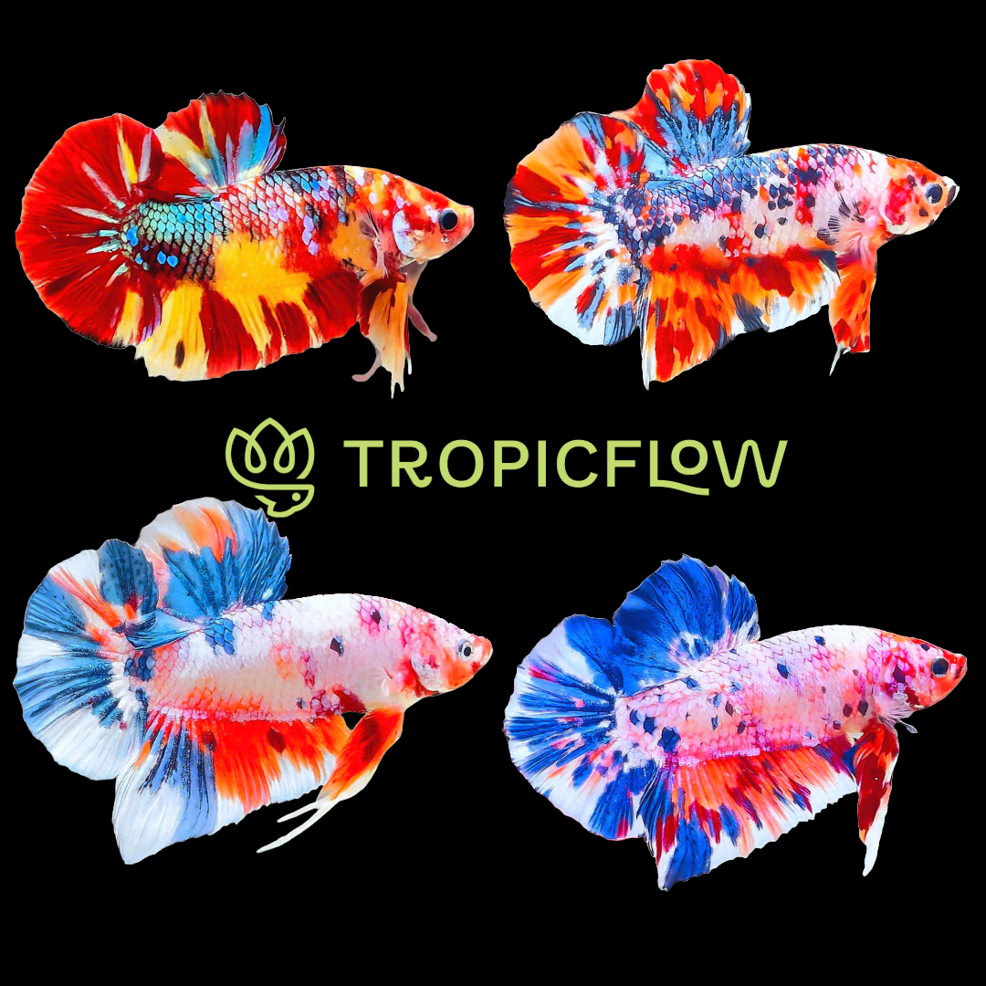 Multicolor King Giant Betta Handpicked Mystery King Betta