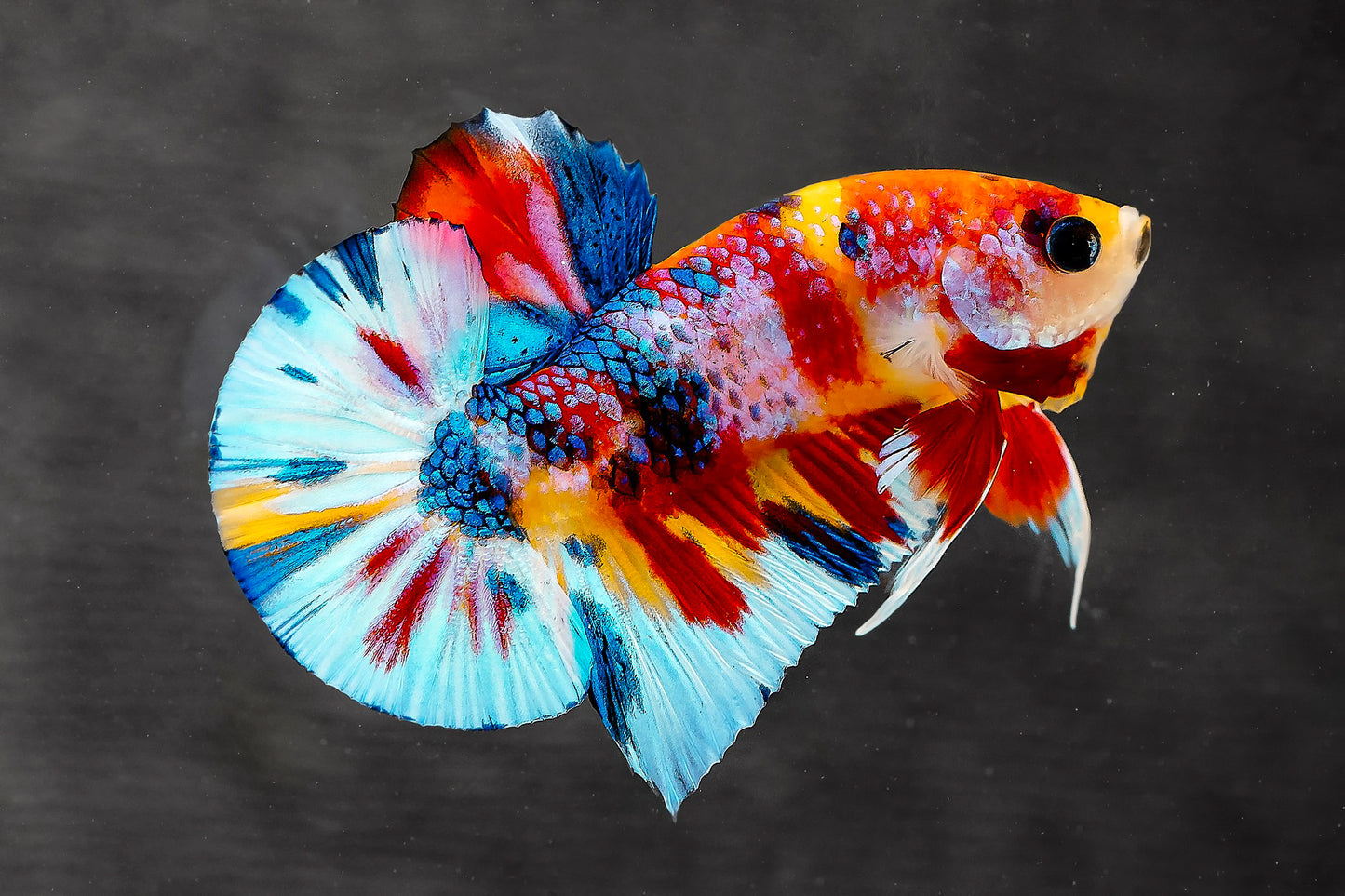 Multicolor Metallic Plakat Male Betta Fish