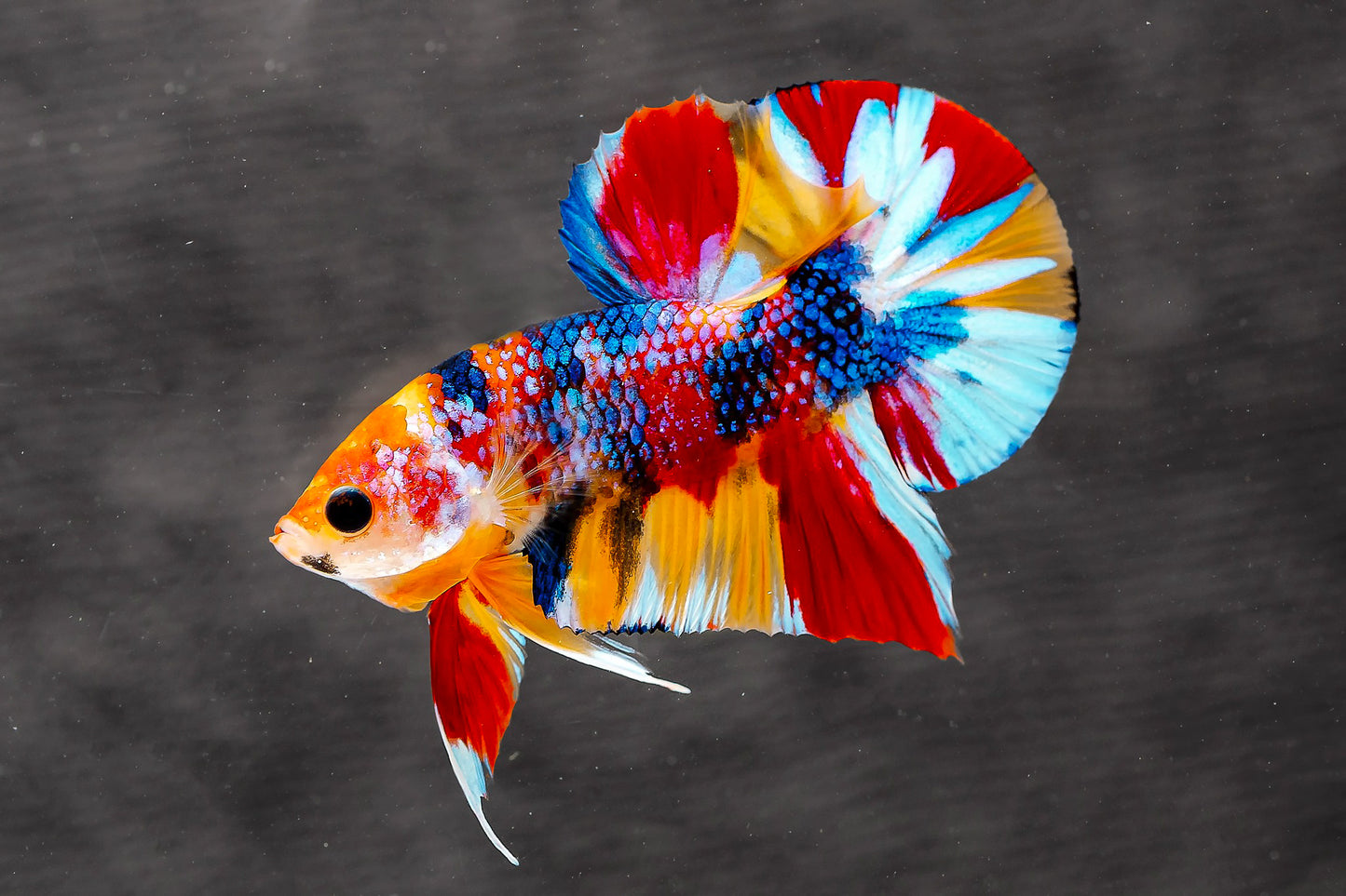 Multicolor Metallic Plakat Male Betta Fish