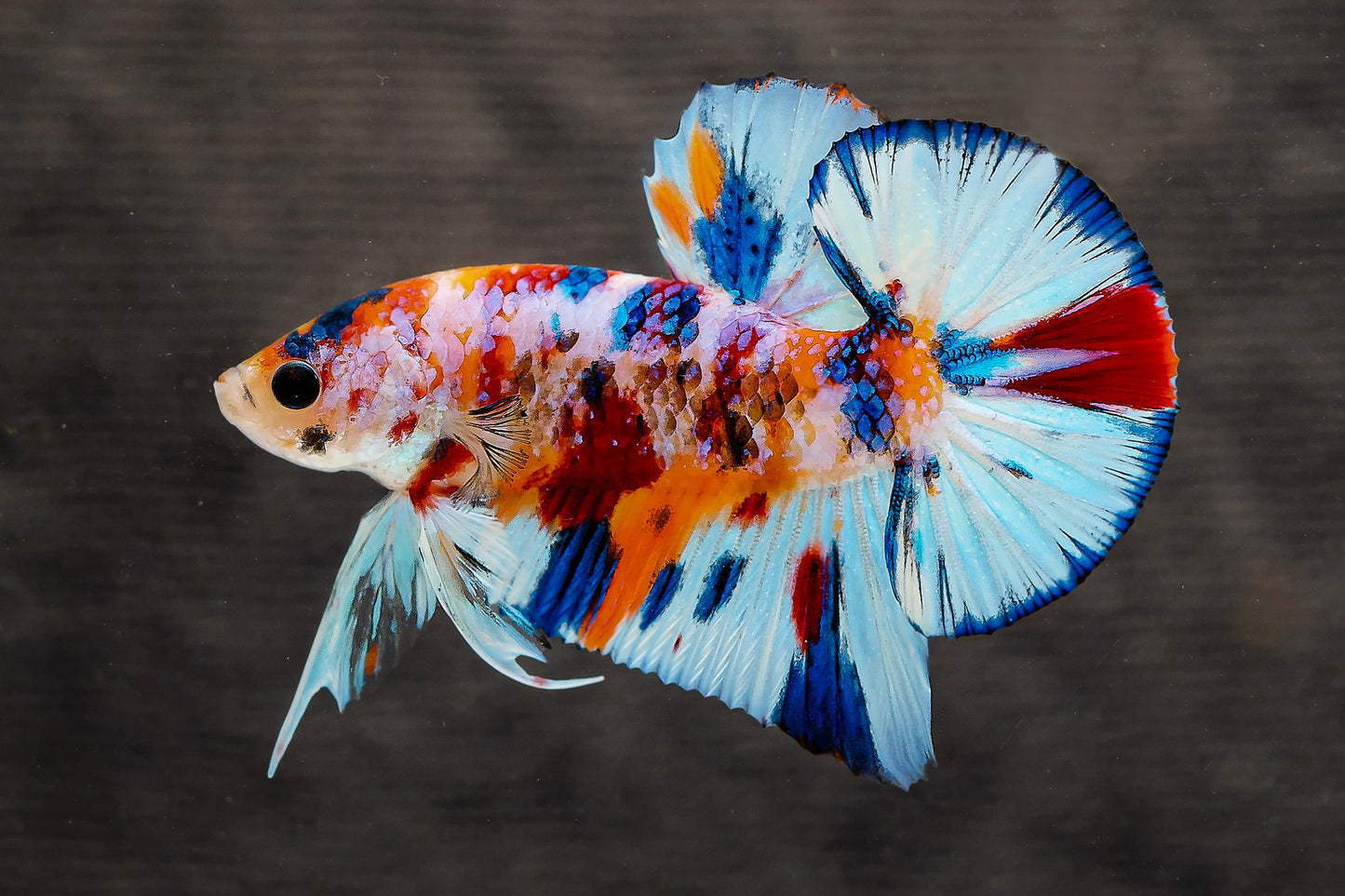 Multicolor Metallic Plakat Male Betta Fish