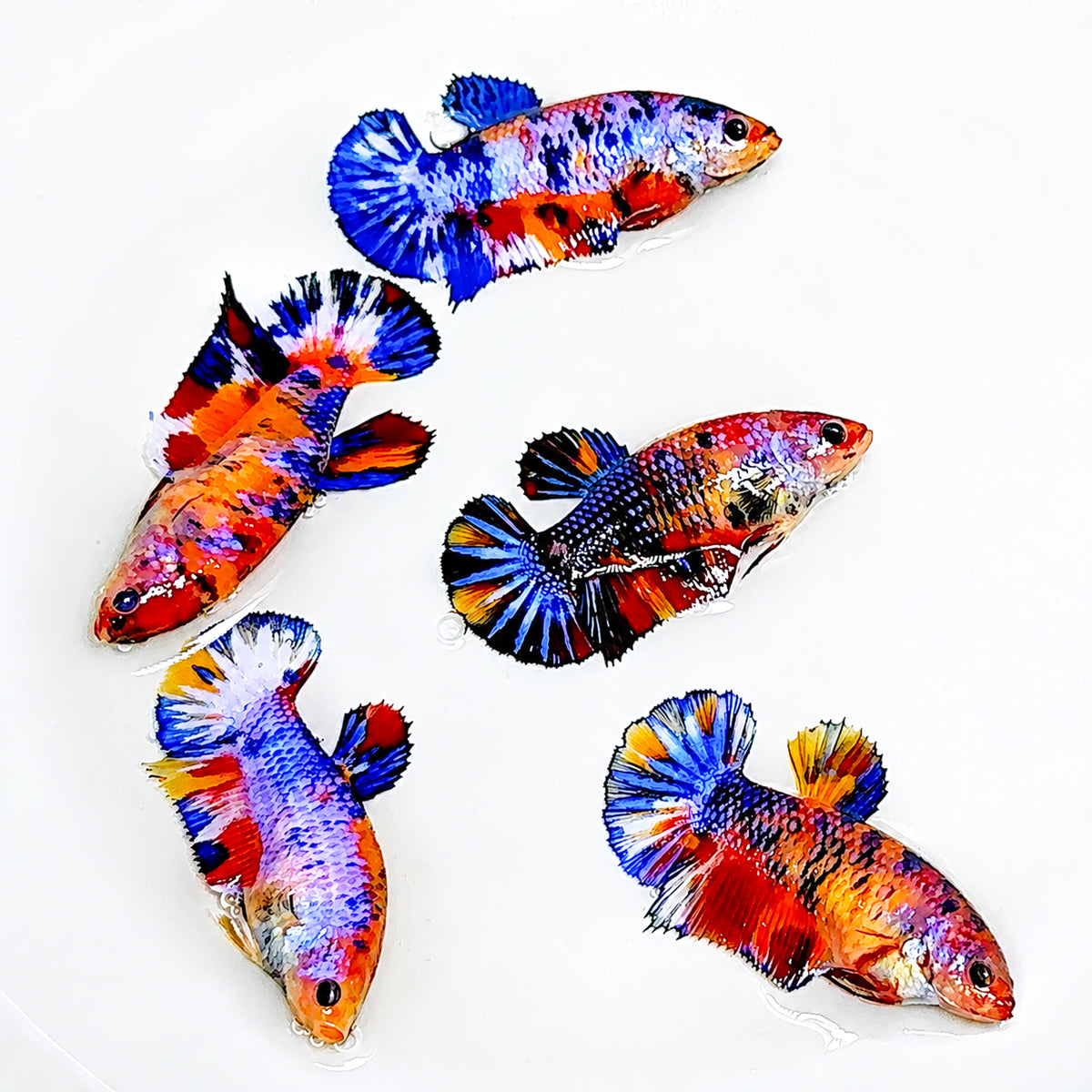 Multicolor Metallic Star Tail Plakat Female Betta Fish | Rare Star-Shaped Beauty