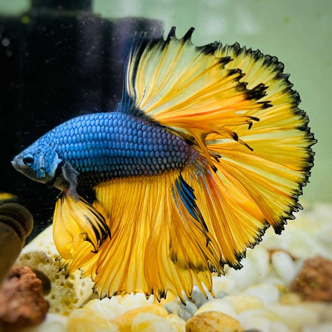 Mustard Gas Blue Halfmoon Male Betta Fish