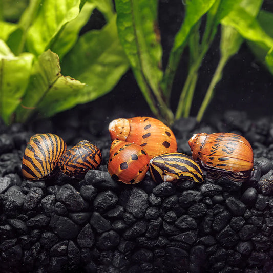 Nerite Snail Bundle | Saving Pack