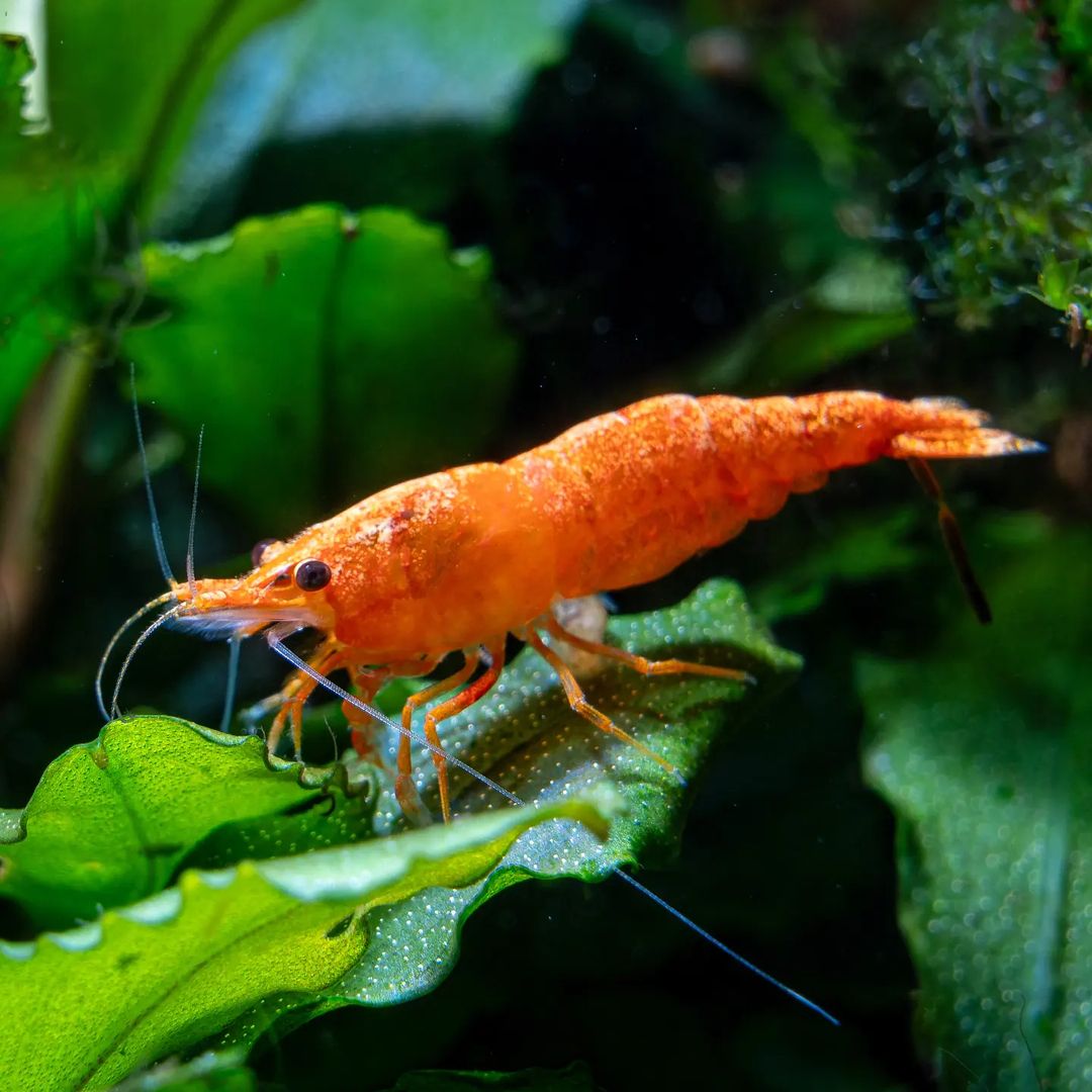 Orange Pumpkin Shrimp Health Problems: Tips for Prevention