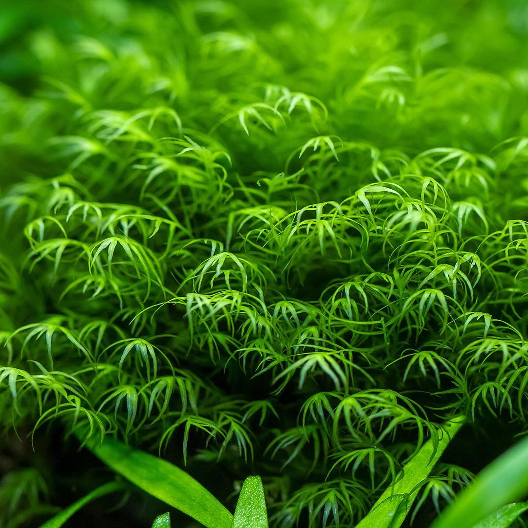 Phoenix Moss (Fissidens Fontanus) - Premium Aquarium Moss