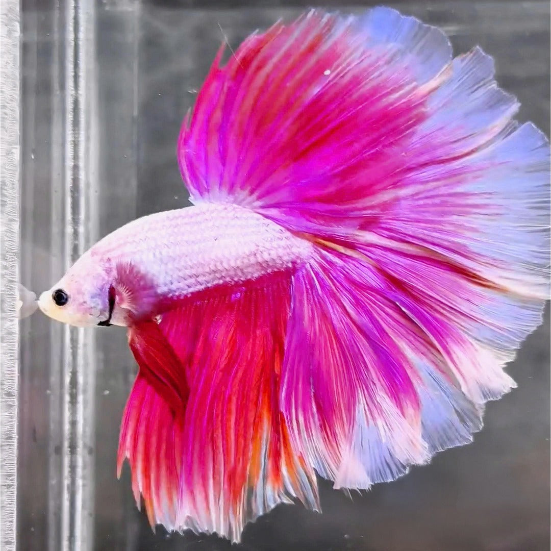 Exotic pink halfmoon male betta – deep tone with striking tail form