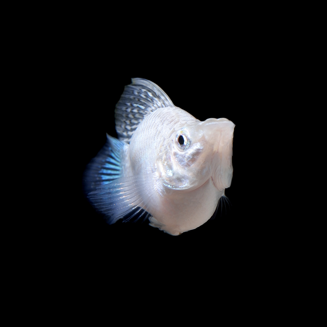 Platinum Balloon Molly Fish | Round Tail, Black Eyes