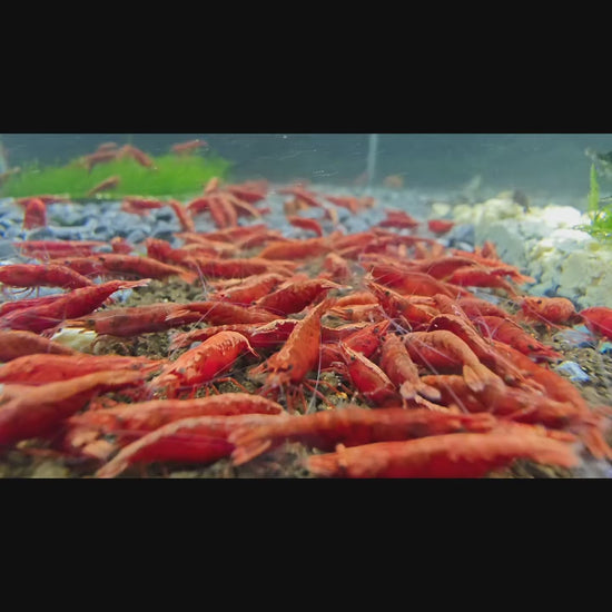 Fire Red Neocaridina Shrimp