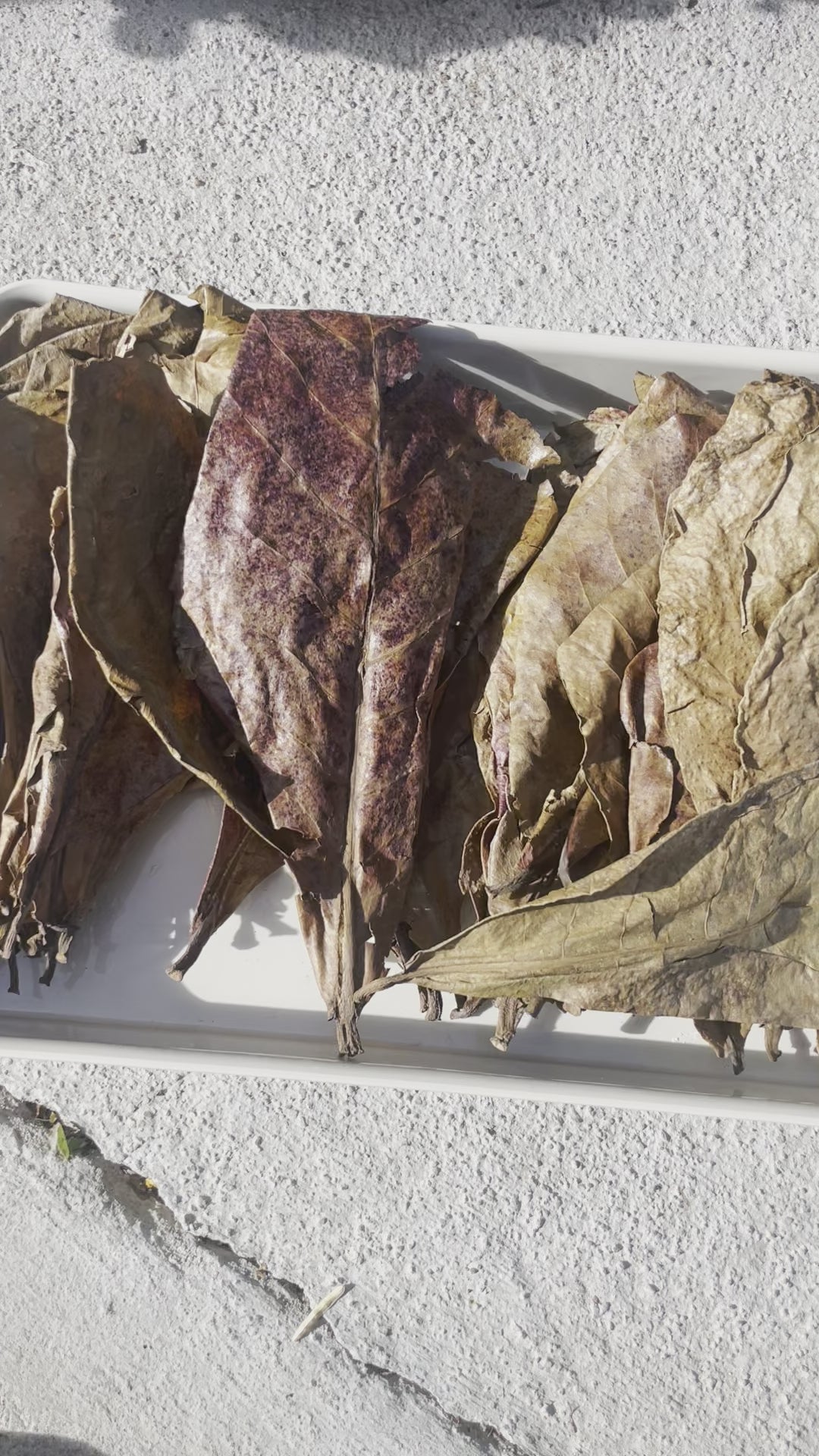 Dried Indian Almond Leaves