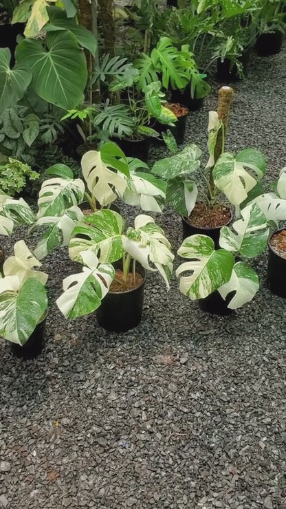 Variegated Monstera Albo Mature Plant (3 -4 Leaves)