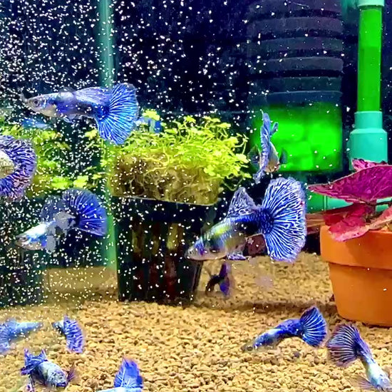 Purple Ivory Mosaic Guppy Fish