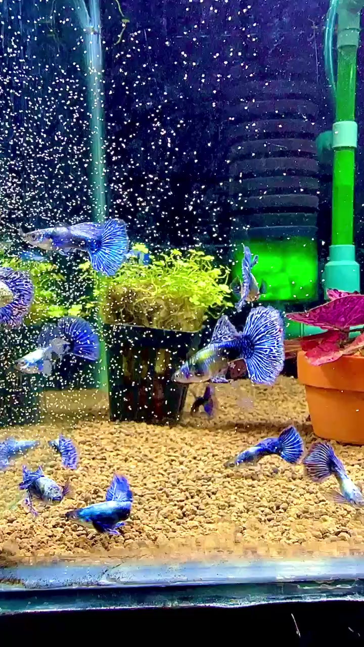 Purple Ivory Mosaic Guppy Fish