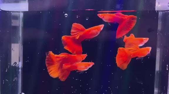 Albino Full Red Big Dorsal Guppy Fish