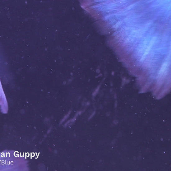 Blue Japan Guppy Fish