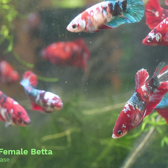 Female Betta Fish Sorority Koi Red Galaxy Plakat