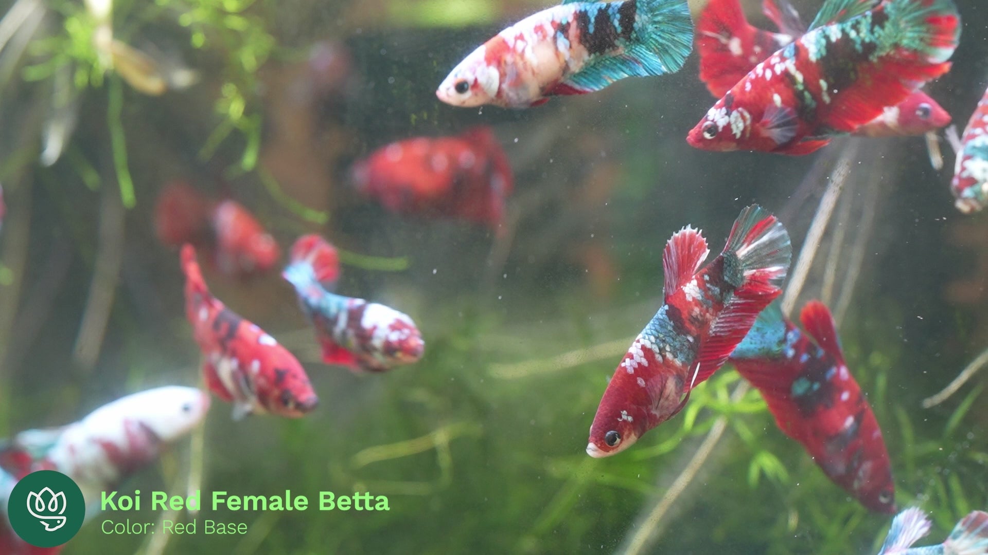 Female Betta Fish Sorority Koi Red Galaxy Plakat