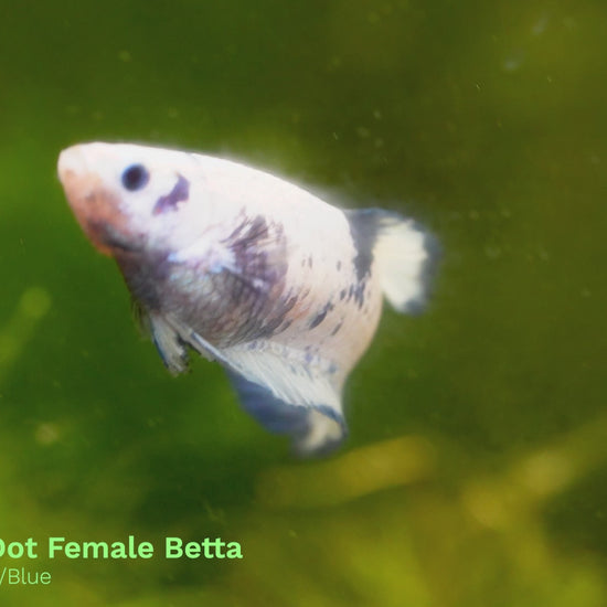 Female Betta Fish Sorority Marble Dot Moo Cow Plakat