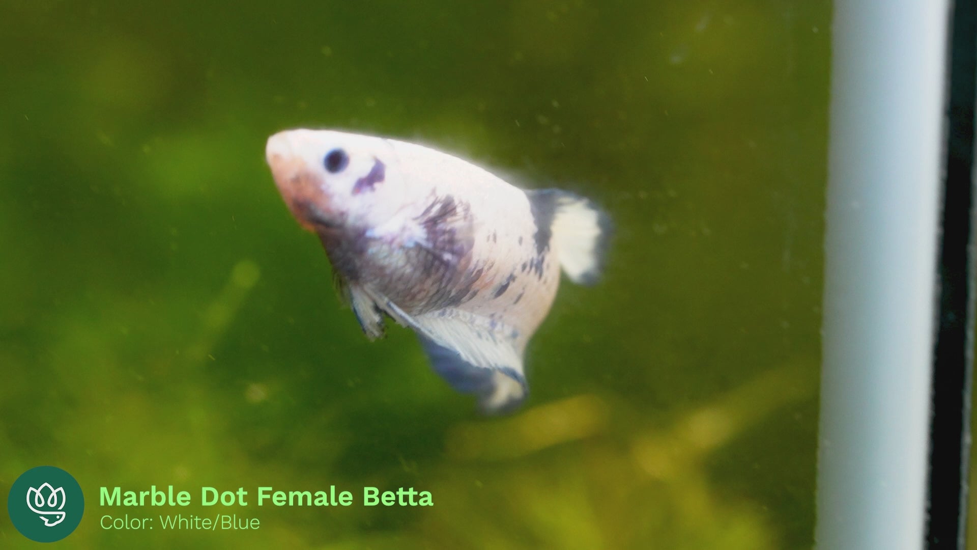 Female Betta Fish Sorority Marble Dot Moo Cow Plakat