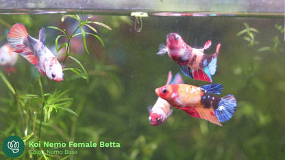 Female Betta Fish Sorority Koi Nemo Galaxy Plakat