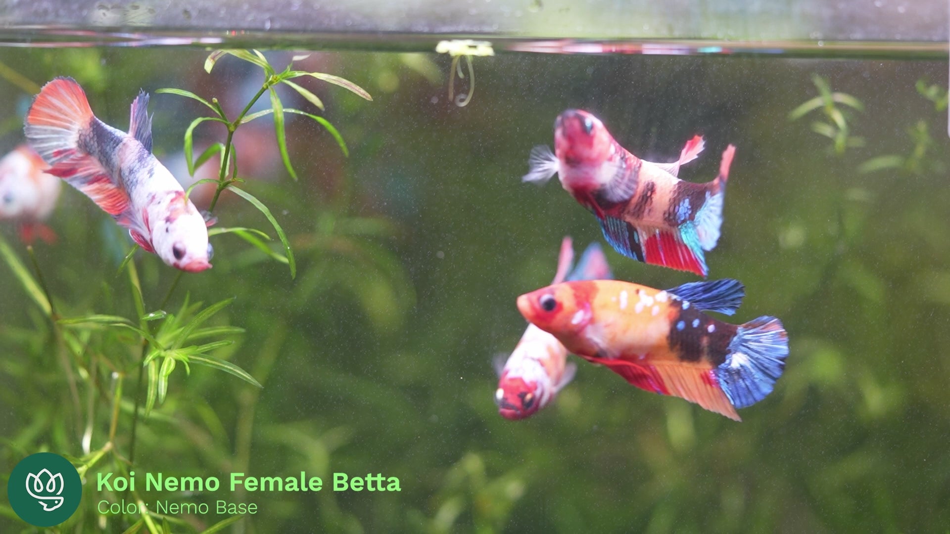 Female Betta Fish Sorority Koi Nemo Galaxy Plakat